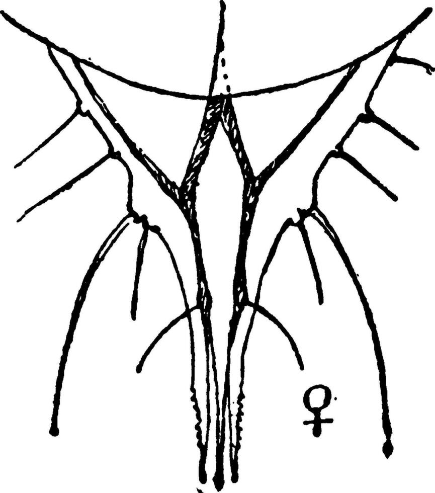 vit flyga, årgång illustration. vektor