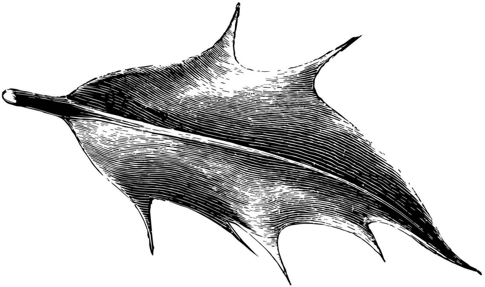 blad av ilex aquifolium doningtonensis årgång illustration. vektor