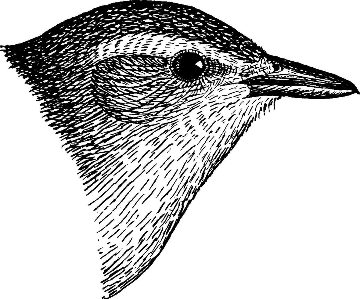 Trällern Vireo, Jahrgang Illustration. vektor