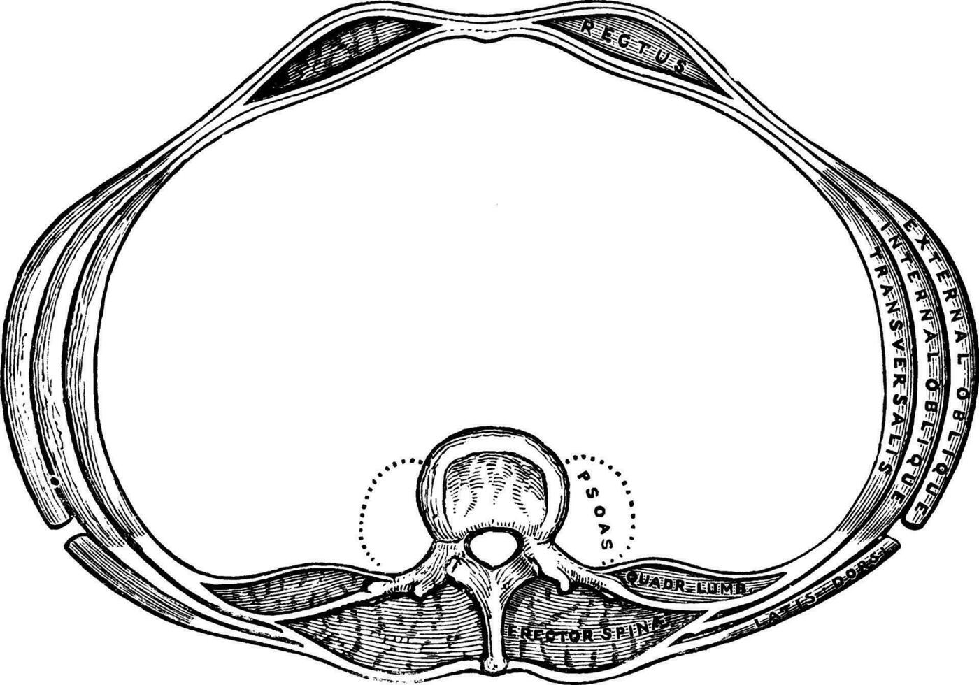 quer Sektion von das Abdomen, Jahrgang Illustration vektor