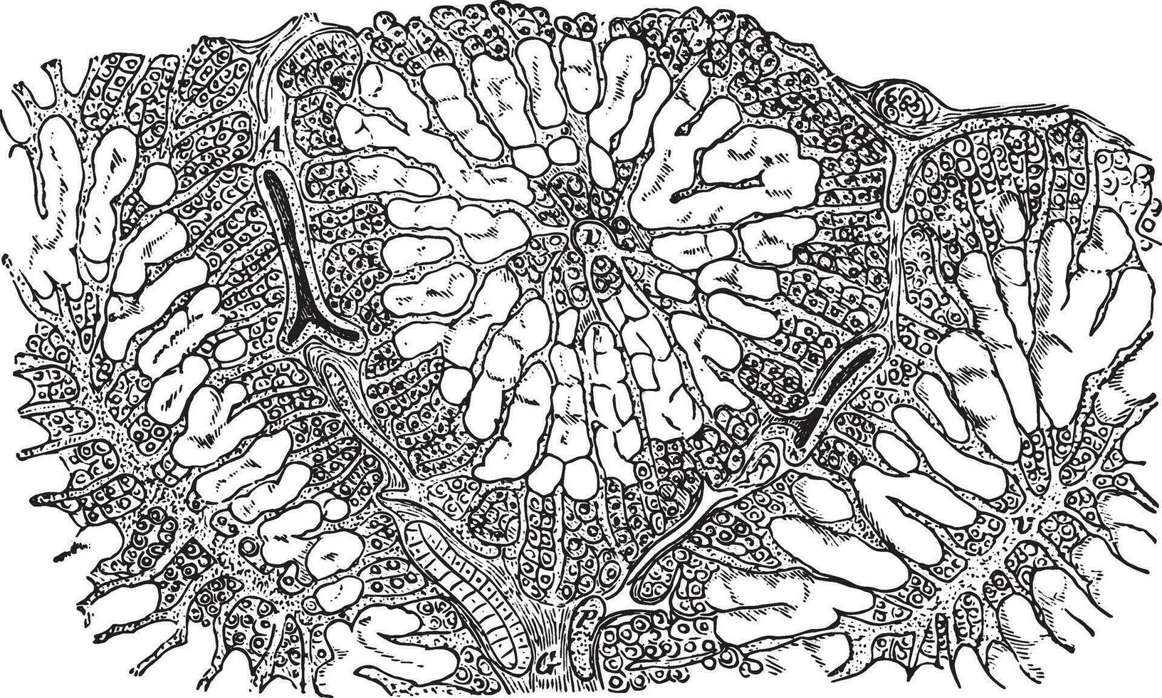 amyloid lever, årgång gravyr. vektor