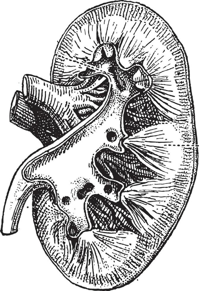 das Mensch Niere, Jahrgang Gravur. vektor