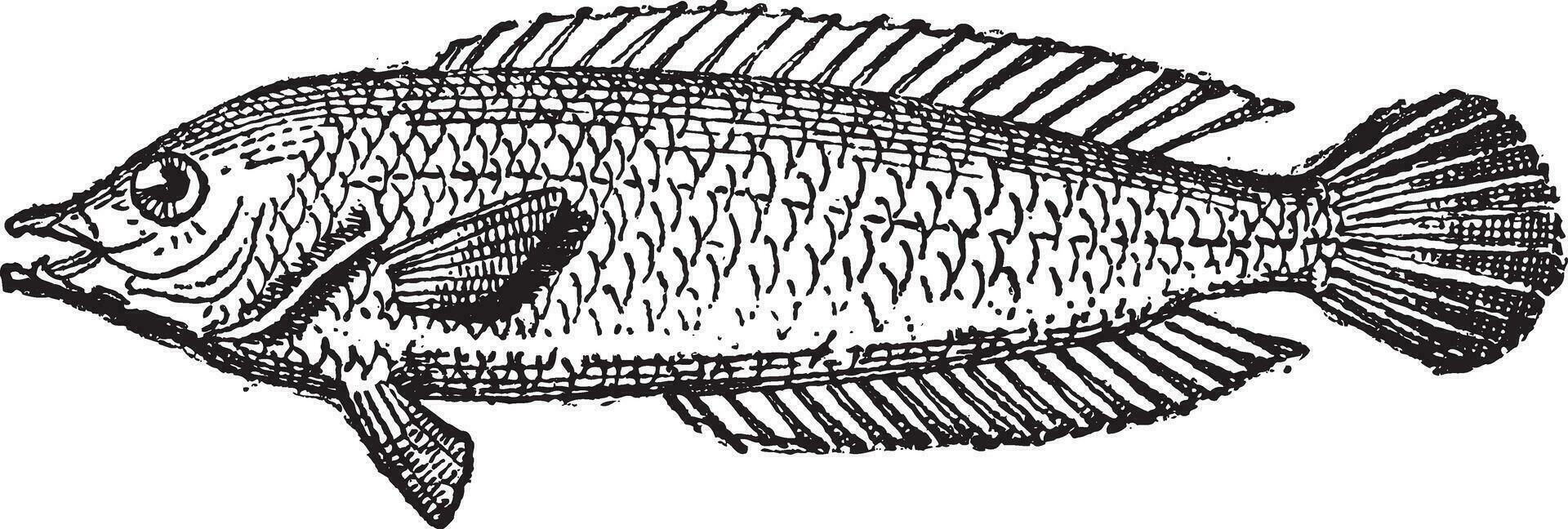 Papageienfisch oder Scarus sp., Jahrgang Gravur vektor