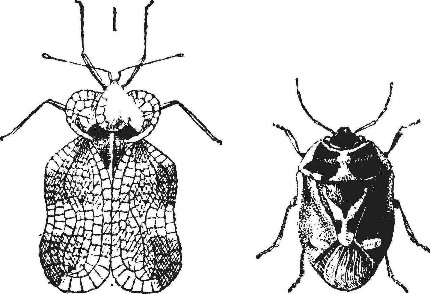 vänster - hemiptera heteroptera, tiger insekt eller spets insekt, rätt - nezara viridula eller sydlig grön stank insekt, årgång gravyr. vektor