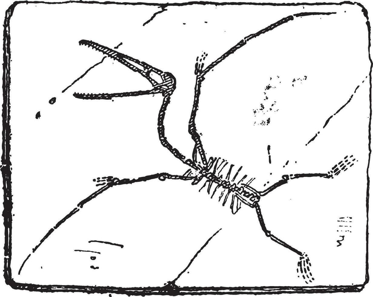 Pterodaktylus oder Flugsaurier, Jahrgang Gravur. vektor