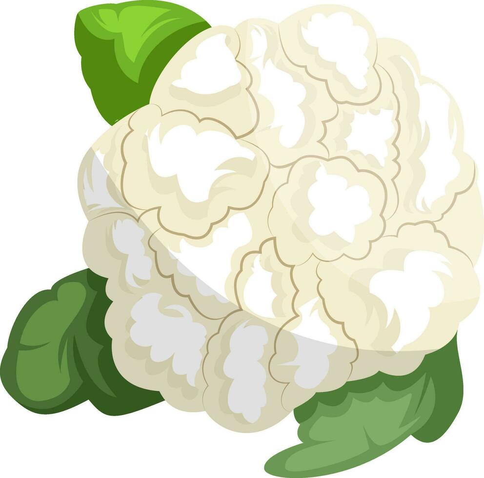 Weiß Blumenkohl mit Grün Blattvektor Illustration von Gemüse auf Weiß Hintergrund. vektor