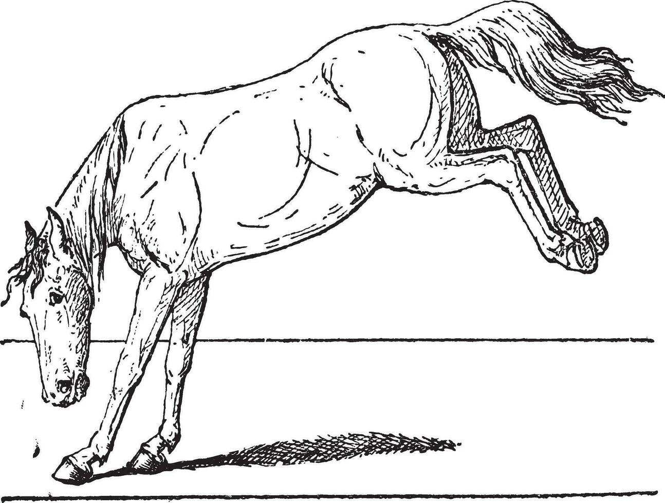 Pferd trete, Jahrgang Gravur. vektor