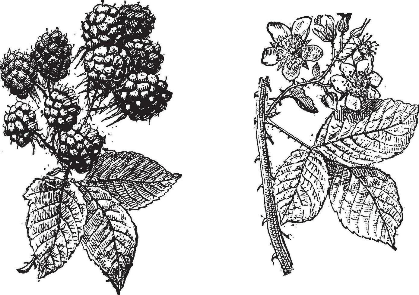 Brombeere Blume, Brombeere Frucht, Jahrgang Gravur. vektor