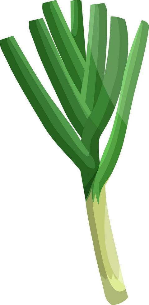 Licht Grün Lauch mit dunkel Grün Blätter Vektor Illustration von Gemüse auf Weiß Hintergrund.
