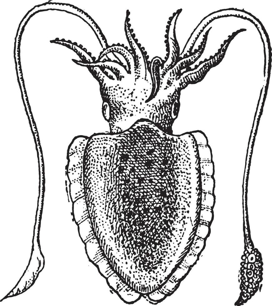 Tintenfisch oder Sepia sp., Jahrgang Gravur vektor