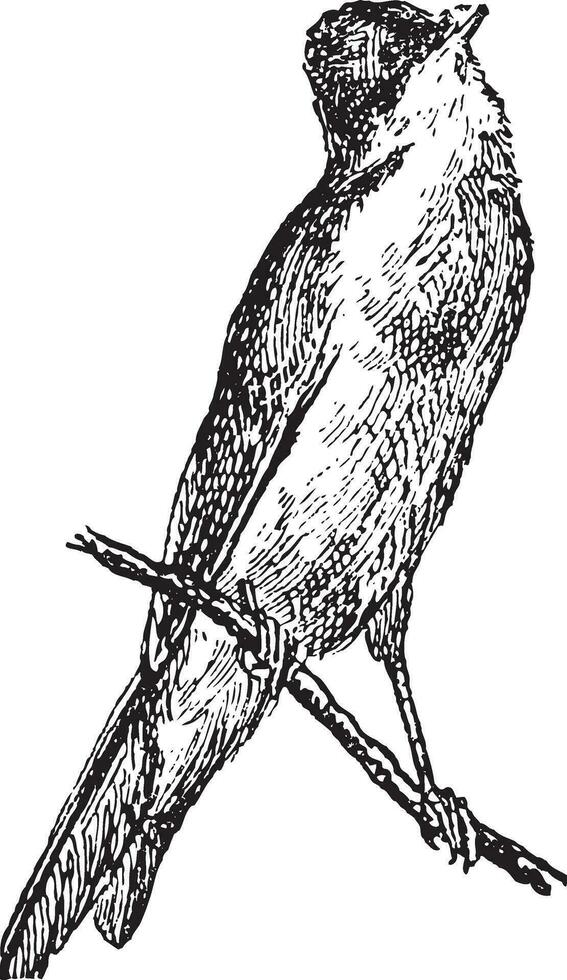 Trällerer oder Sylviidae, Jahrgang Gravur vektor
