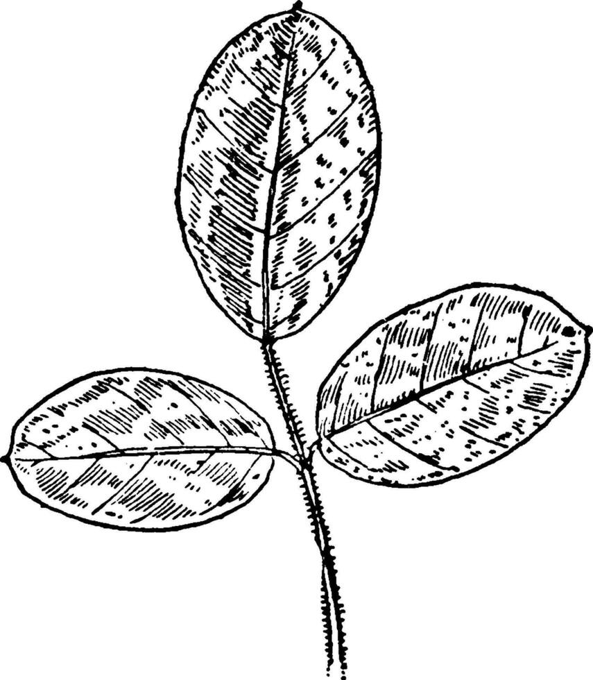 l. hirta Jahrgang Illustration. vektor