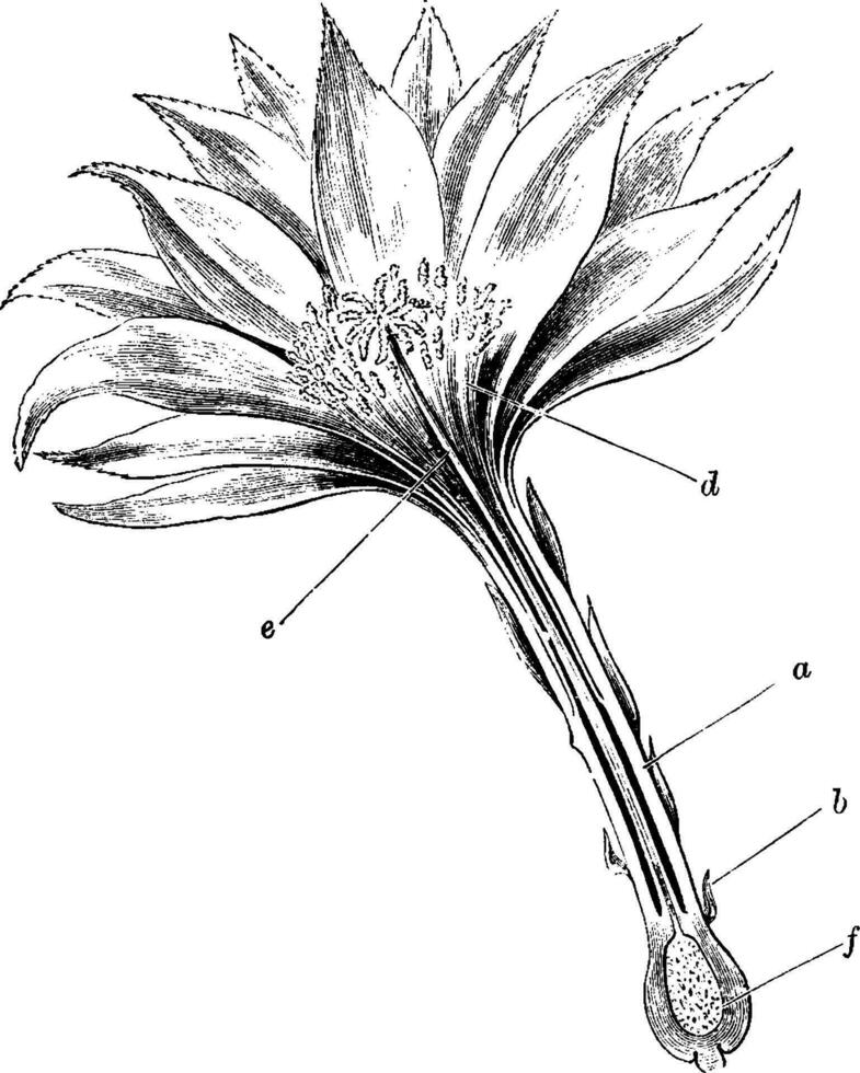 longitudinell sektion av blomma av phyllocactus årgång illustration. vektor
