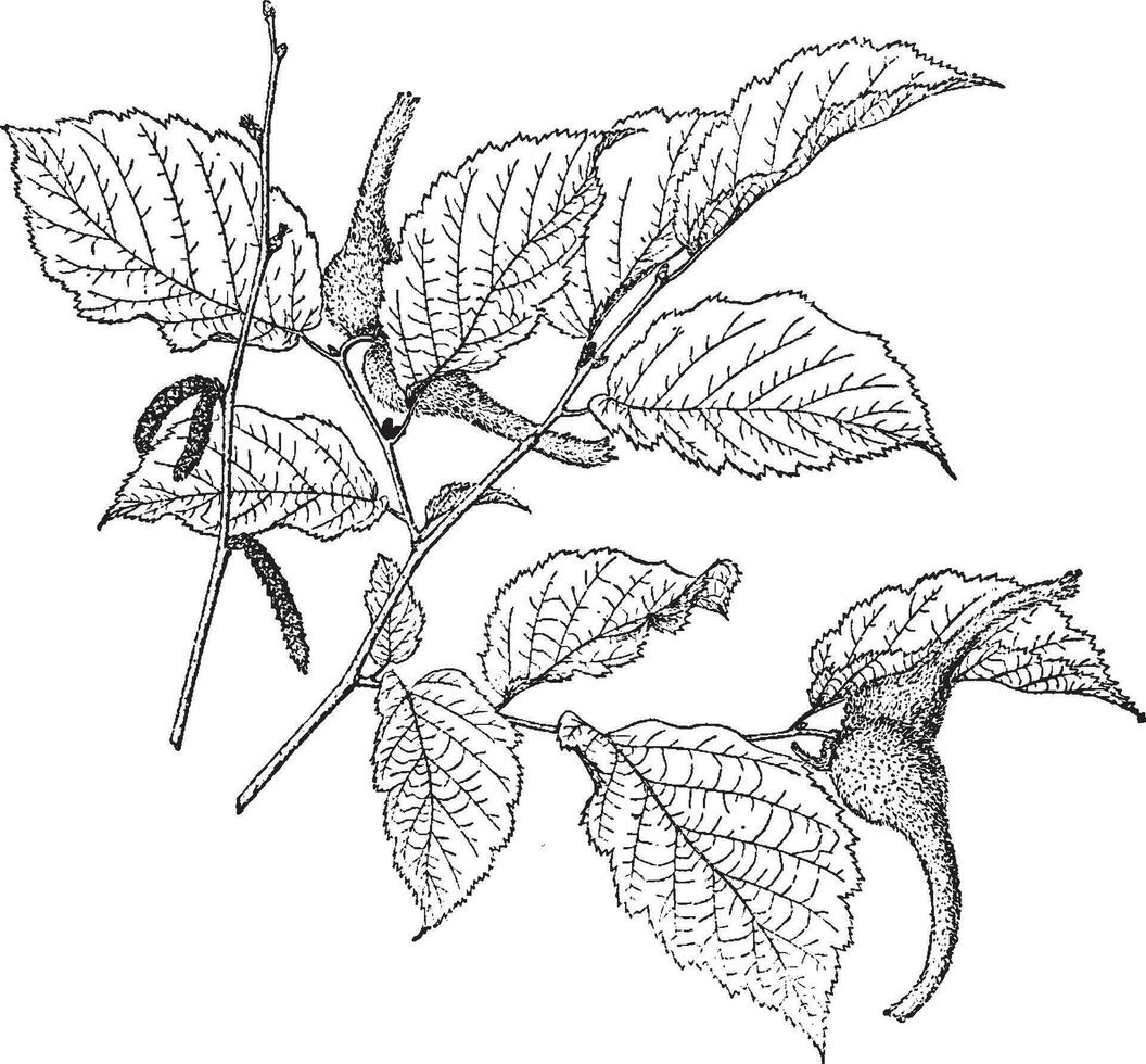 corylus rostrata årgång illustration. vektor