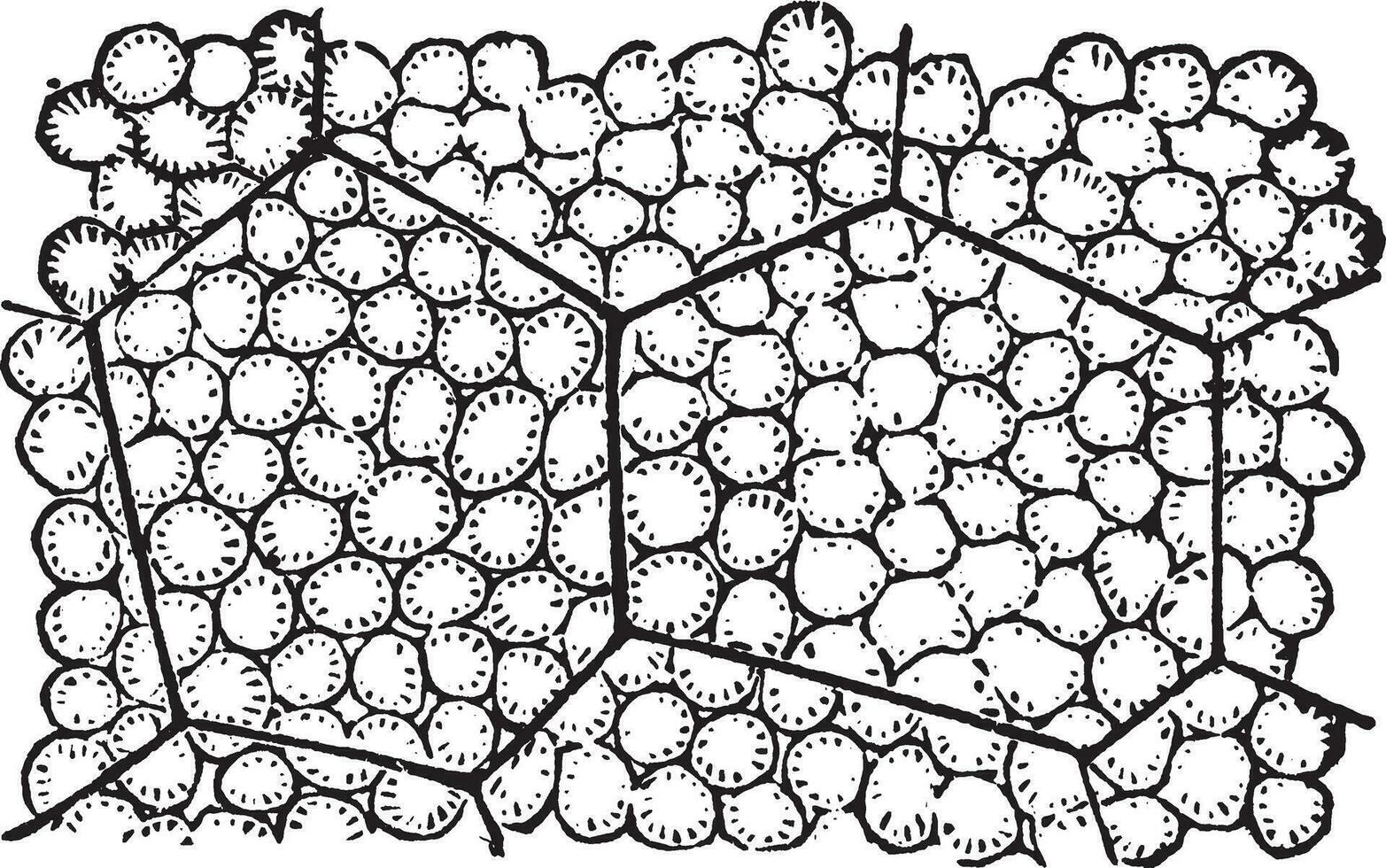 indische maisweinleseillustration. vektor