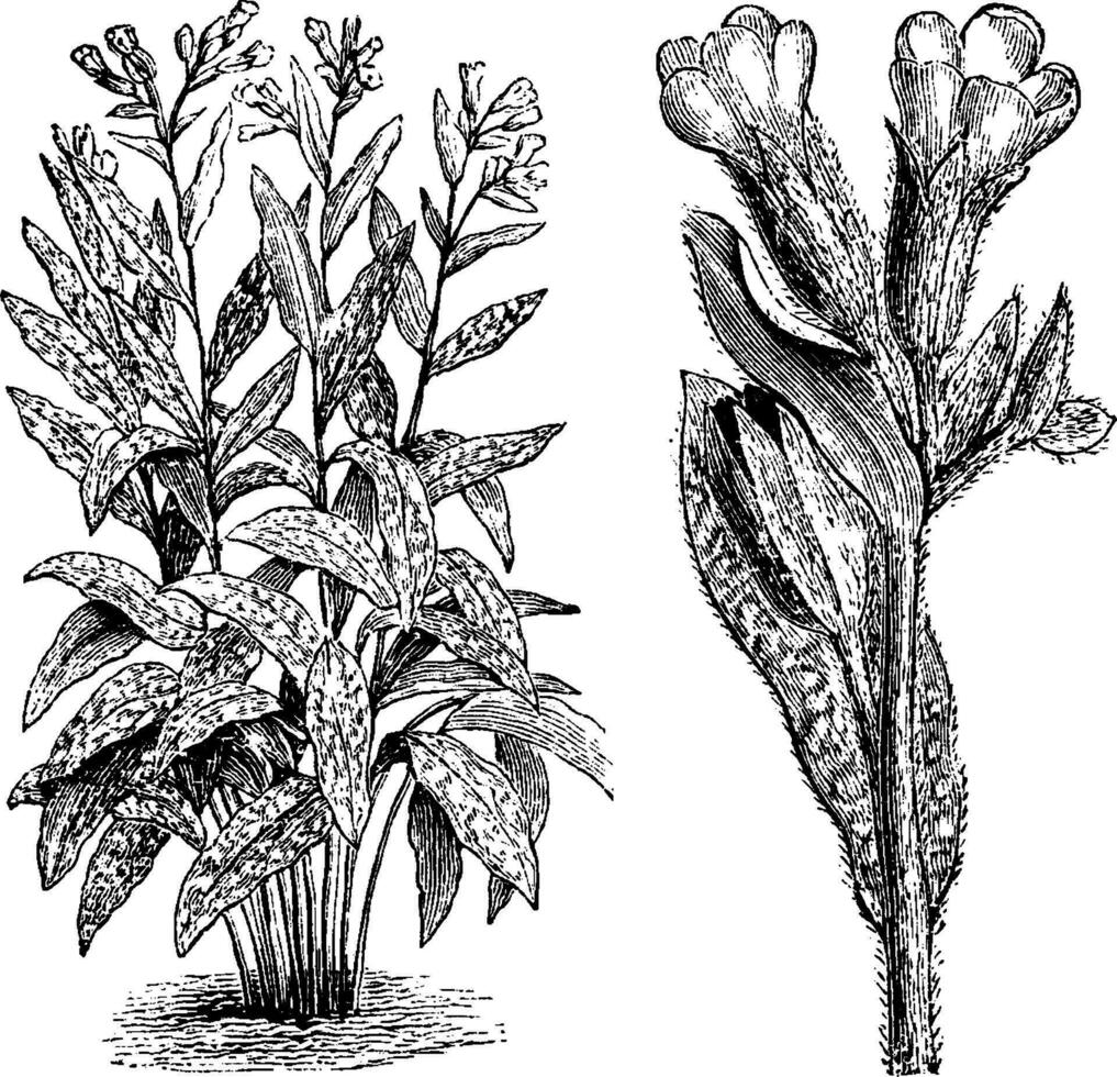 arter, blomma, växt, boraginaceae, familj, inföding, Frankrike, Italien årgång illustration. vektor