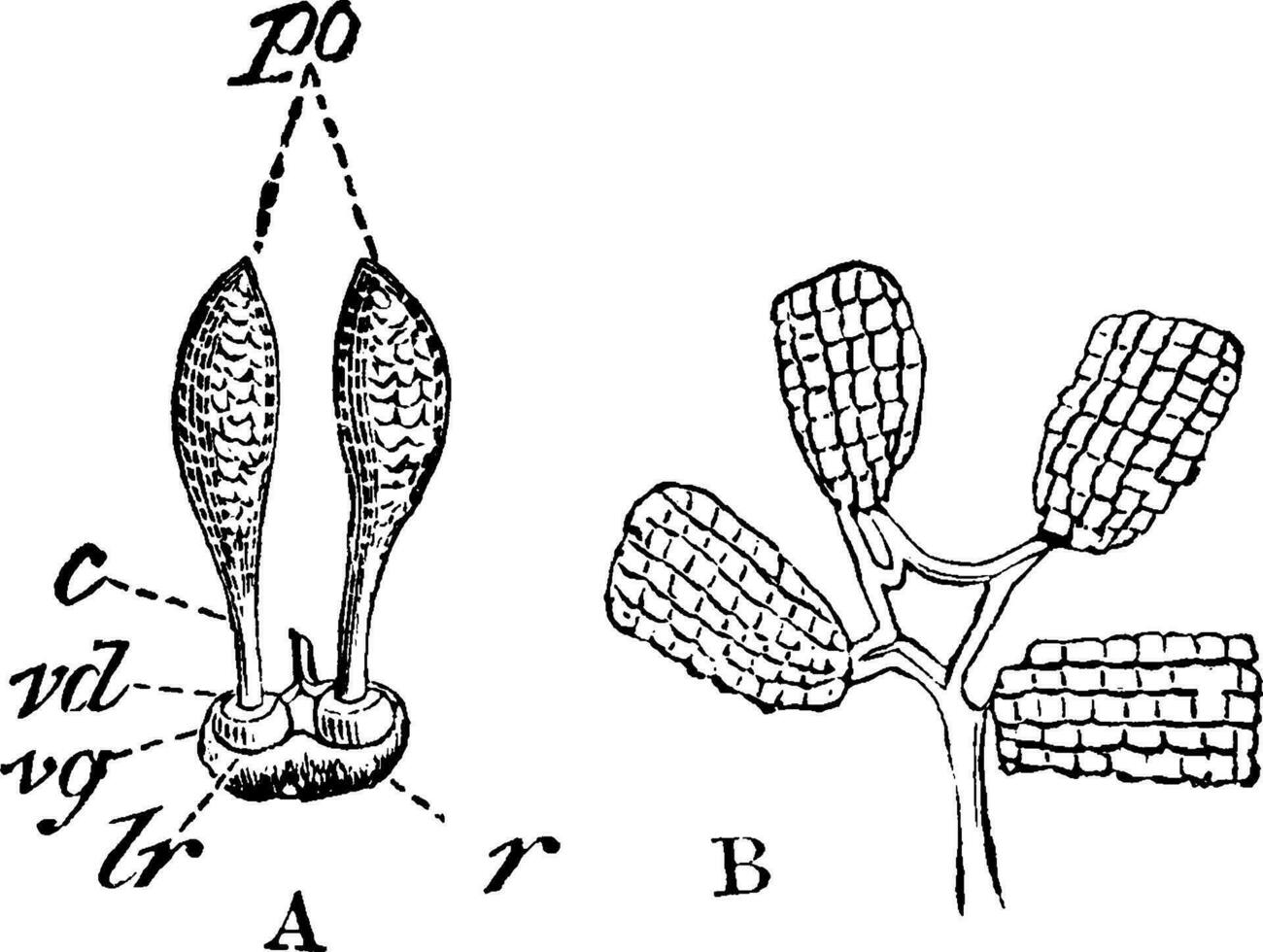 Pollen von Orchidee Jahrgang Illustration. vektor