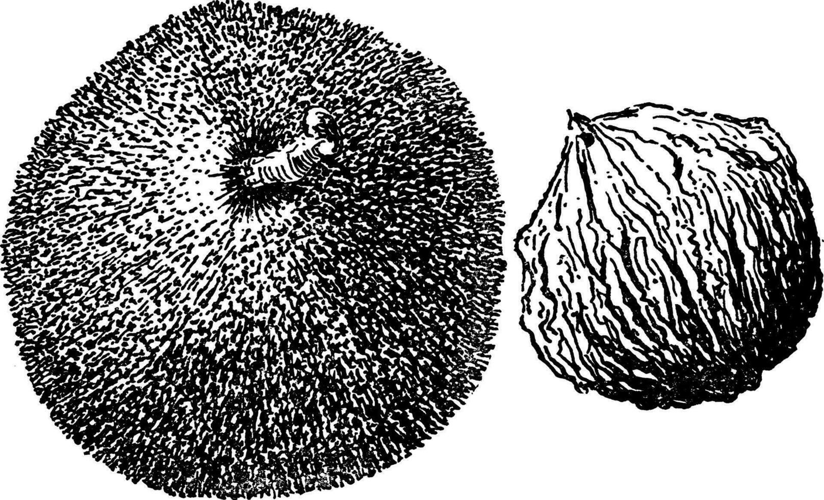 juglans regia Jahrgang Illustration. vektor