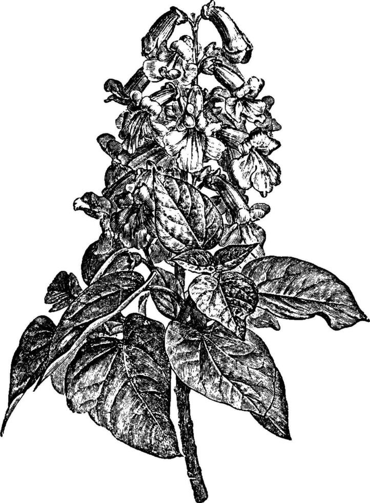 paulownia imperialis årgång illustration. vektor