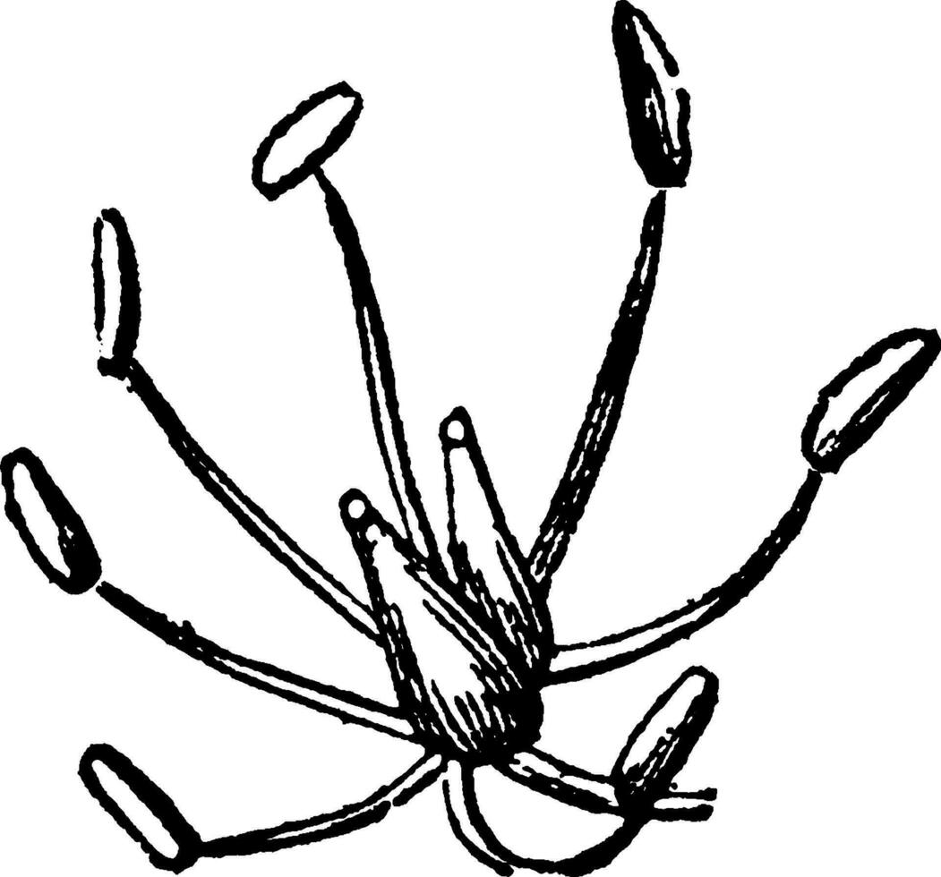 Linné' oktandria årgång illustration. vektor