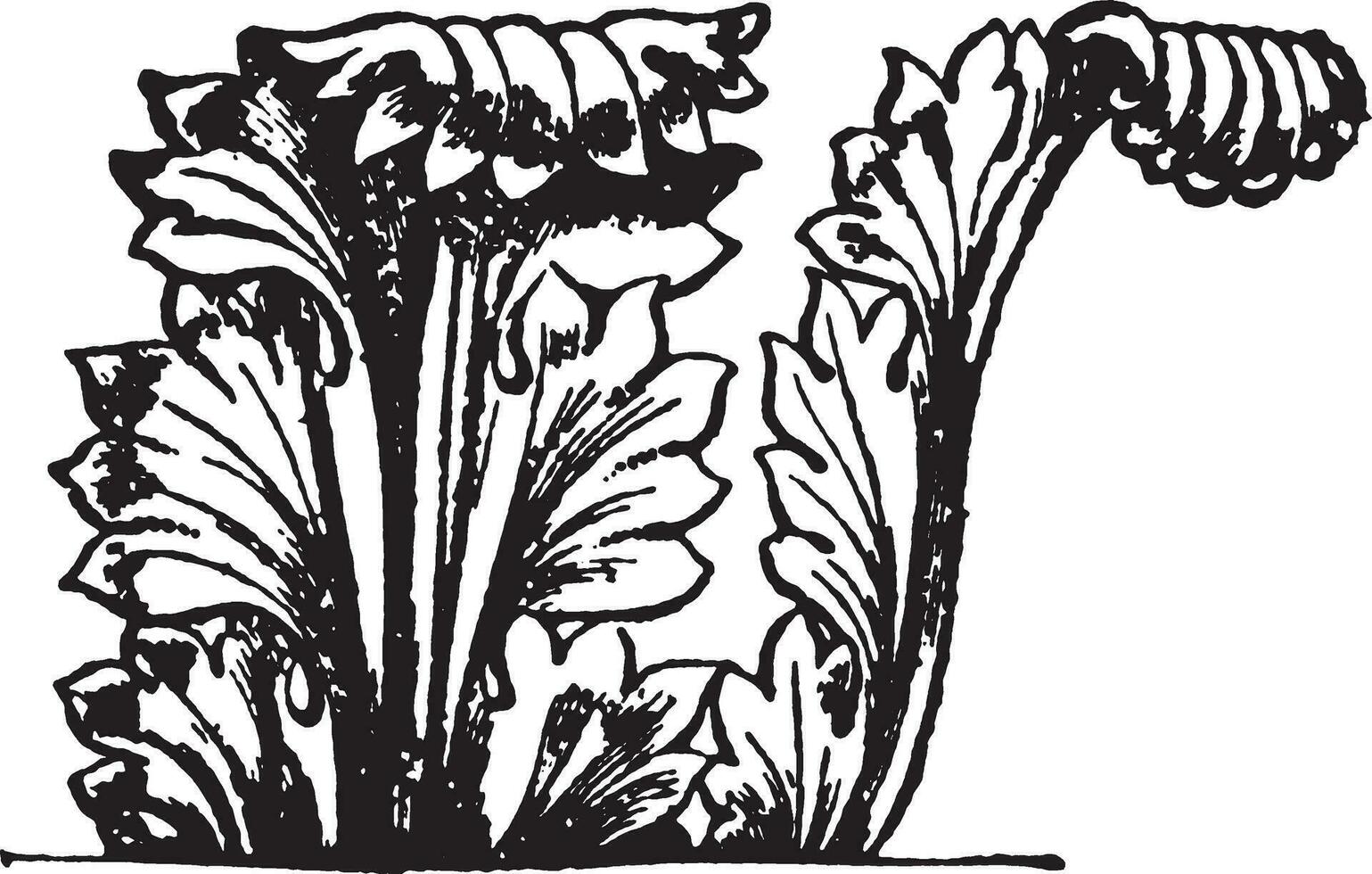 akanthus blad årgång illustration. vektor