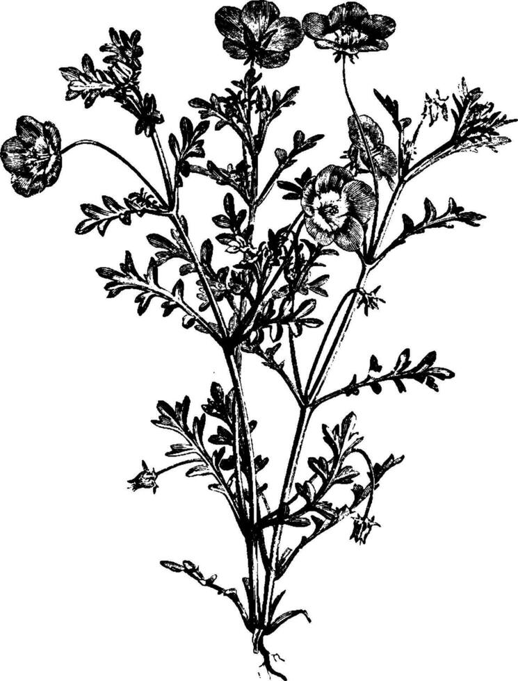 Nemophila Insignis Jahrgang Illustration. vektor