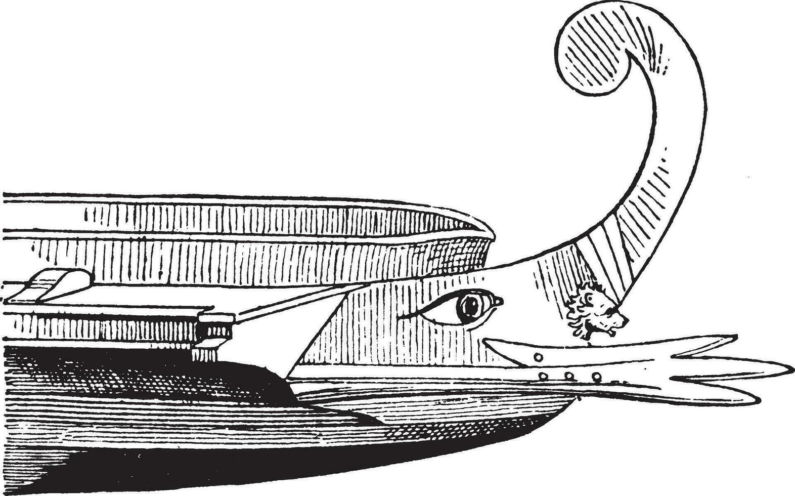 Akrostolium, Jahrgang Illustration. vektor