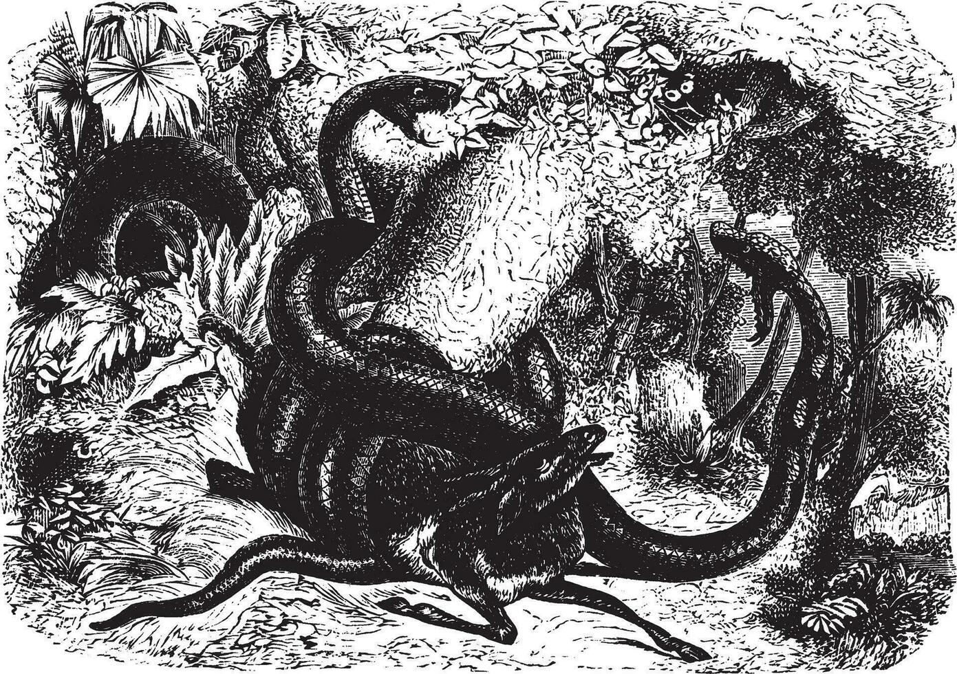 boa constrictor, årgång illustration. vektor