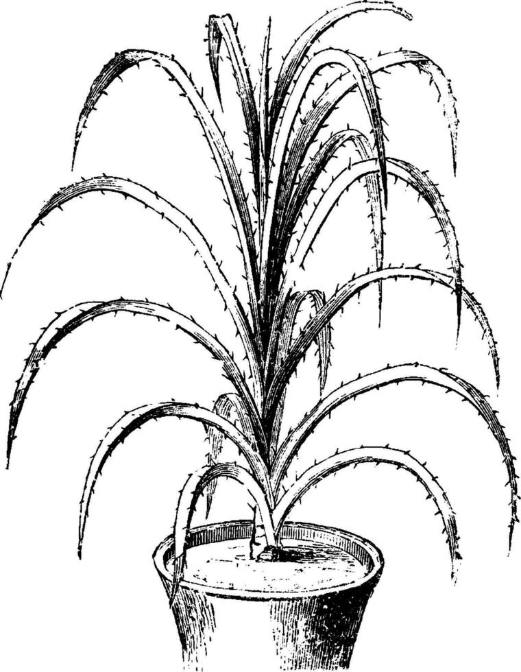 Garten, Synonym, Pandanus, Odoratissimus, utilis, schrauben, Kiefer, Blätter Jahrgang Illustration. vektor