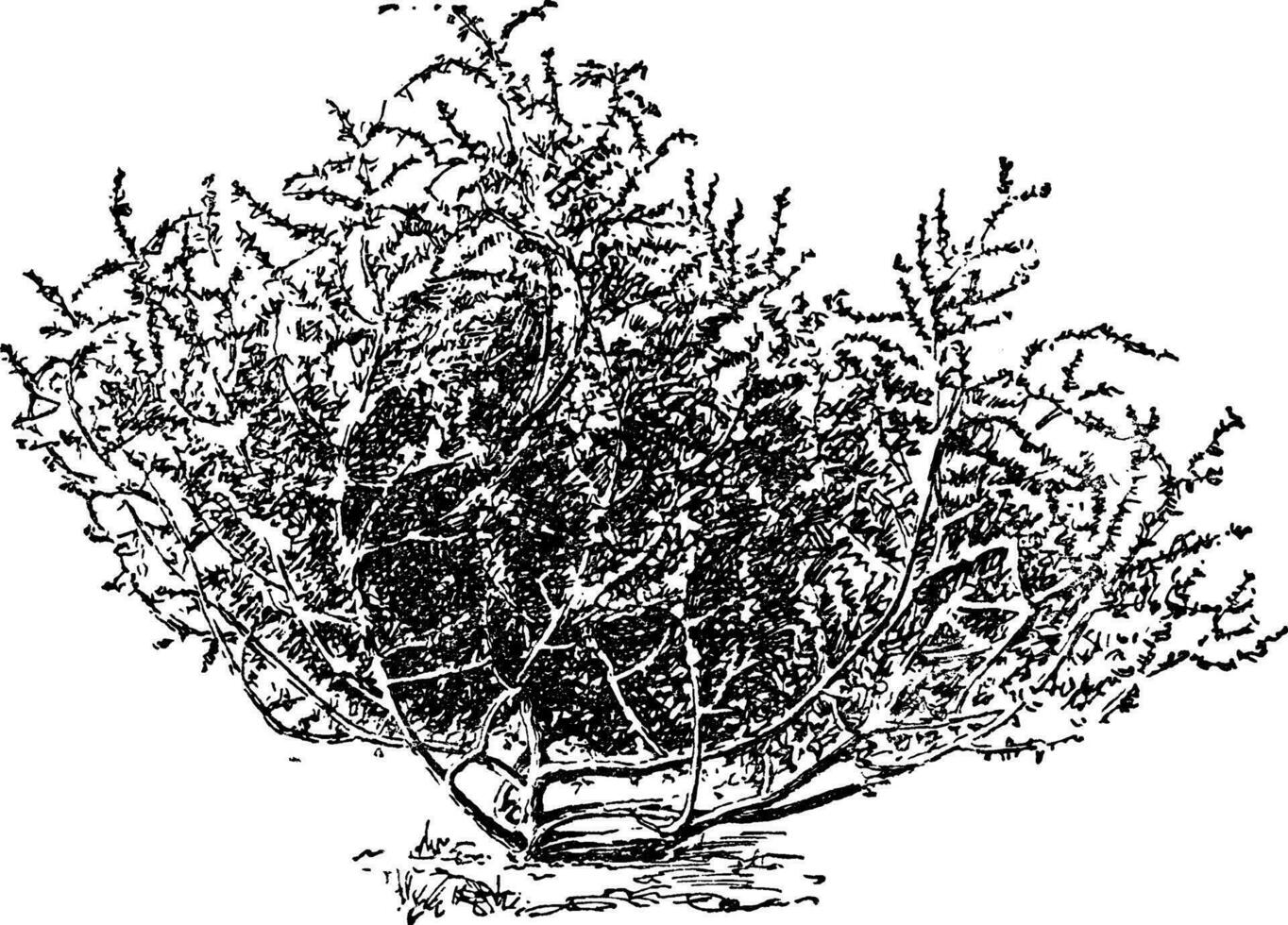 Russisch Salvia Jahrgang Illustration. vektor