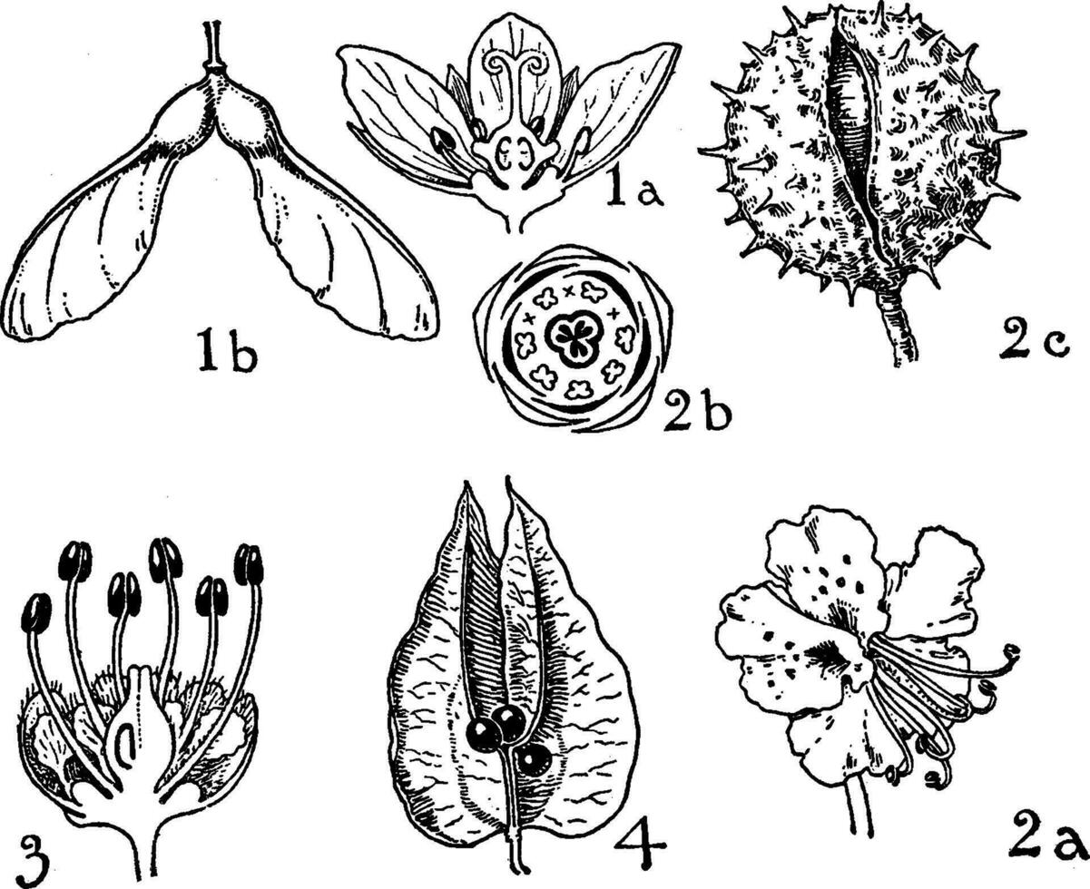 Aufträge von Aceraceae, Hippocastanaceae, und Sapindaceae Jahrgang Illustration. vektor