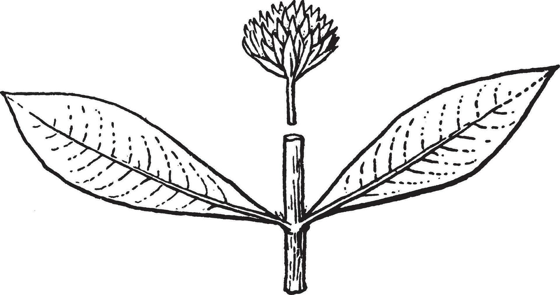 alternanthera årgång illustration. vektor