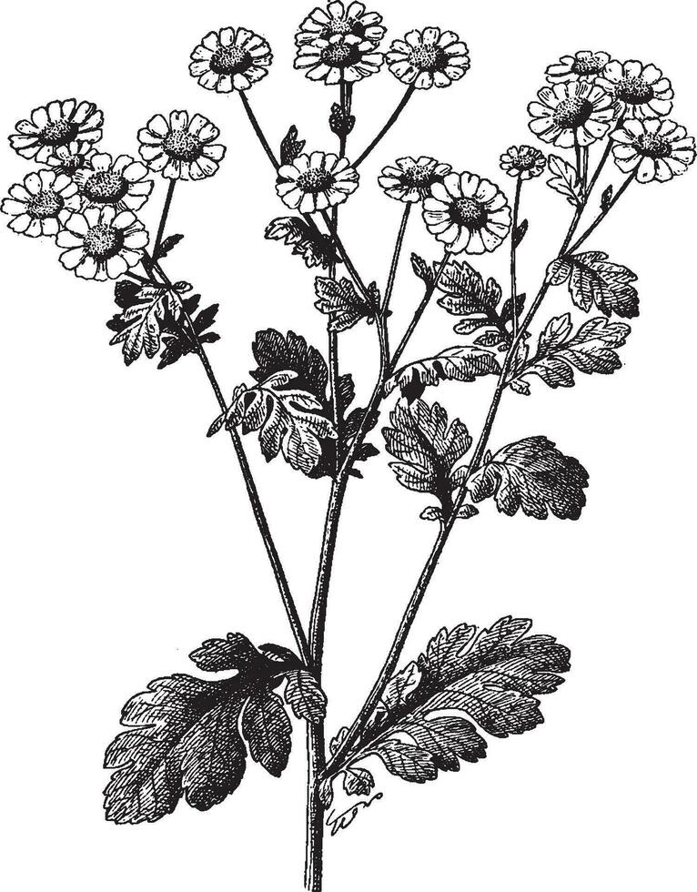 Mutterkraut, Chrysantheme, Parthenium, Gänseblümchen, Familie, Asteraceae, stark, duftend mehrjährig, Pflanze Jahrgang Illustration. vektor