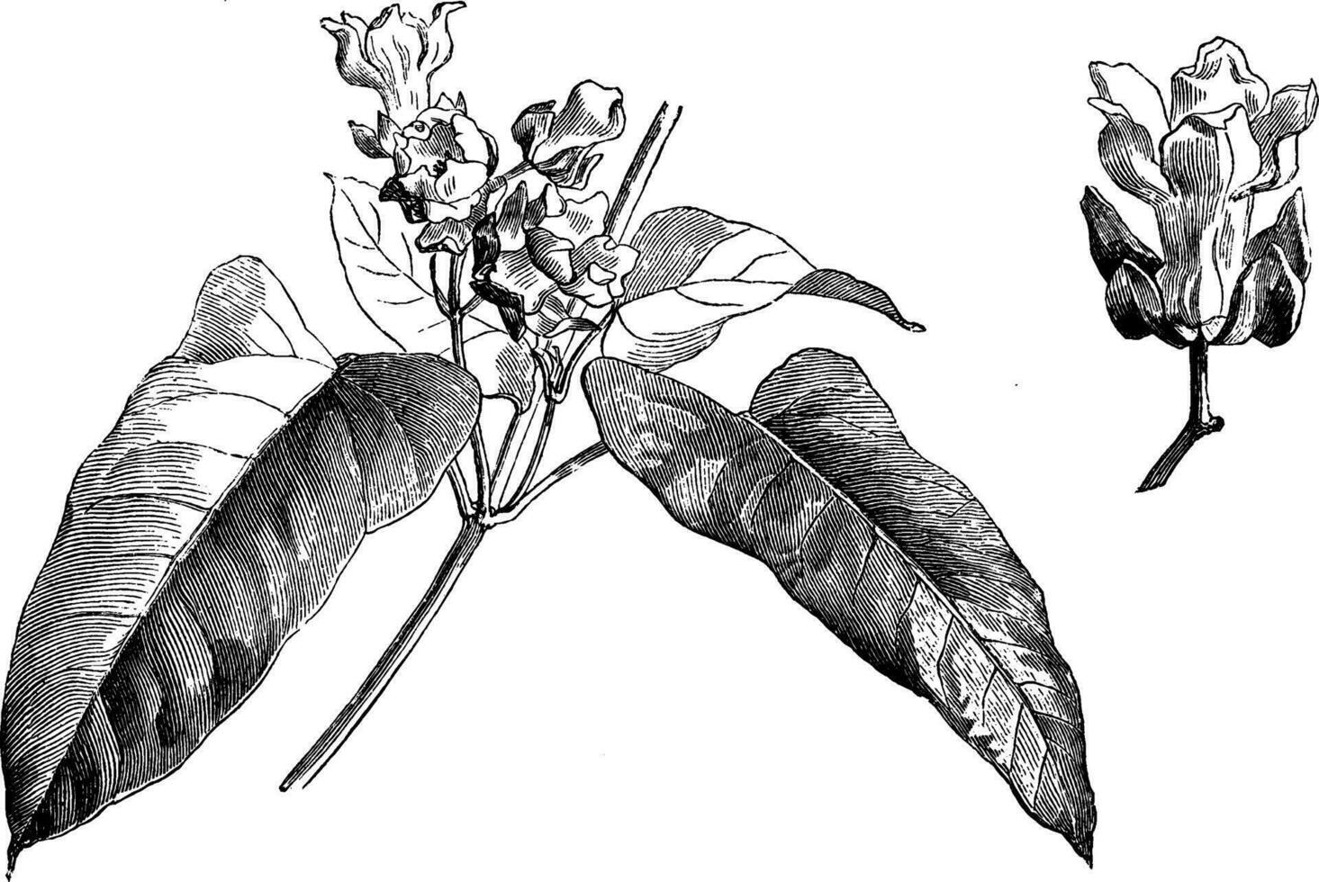 physianthus albens årgång illustration. vektor