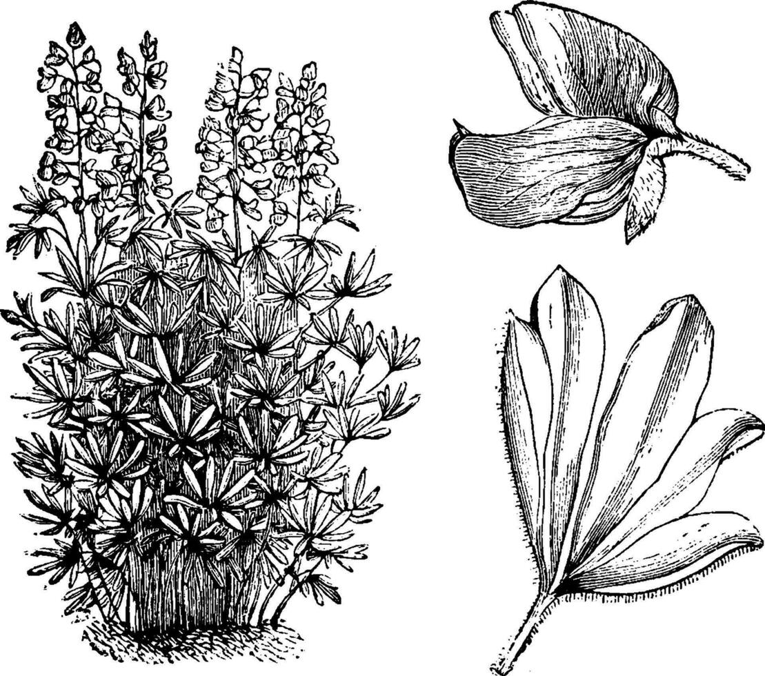 Lupinus nootkatensis Jahrgang Illustration. vektor