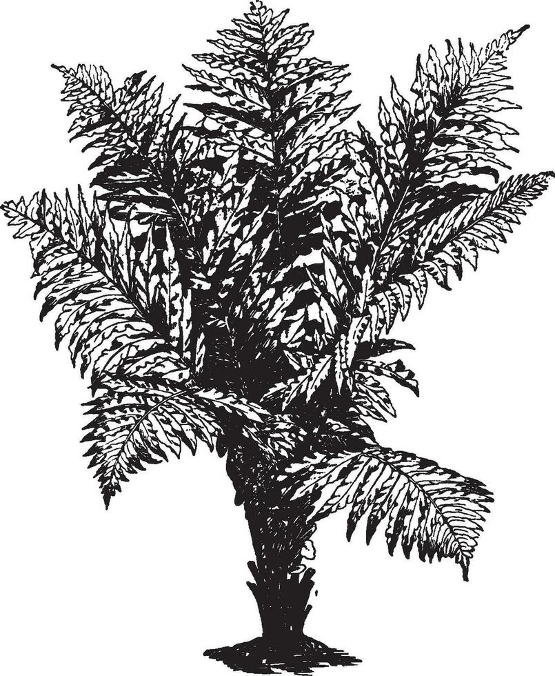 blechnum brasiliense årgång illustration. vektor