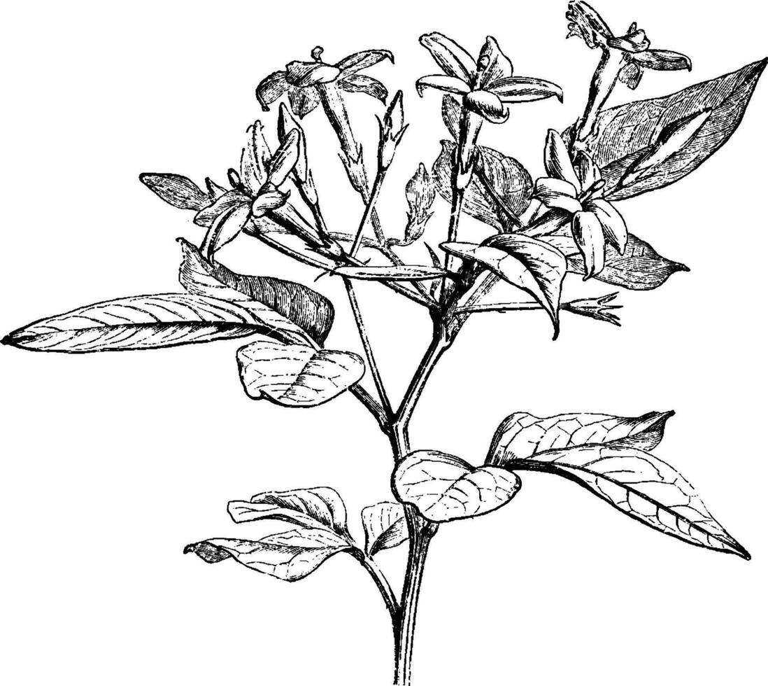 blühen Zweigchen von Jasminum floridum Jahrgang Illustration. vektor