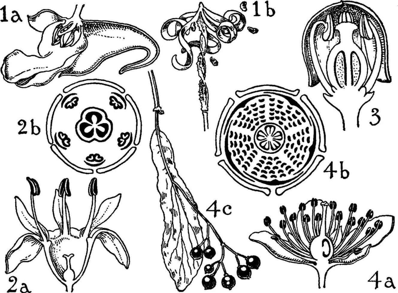 order av balsaminaceae, rhamnaceae, vitaceae, och tiliaceae årgång illustration. vektor