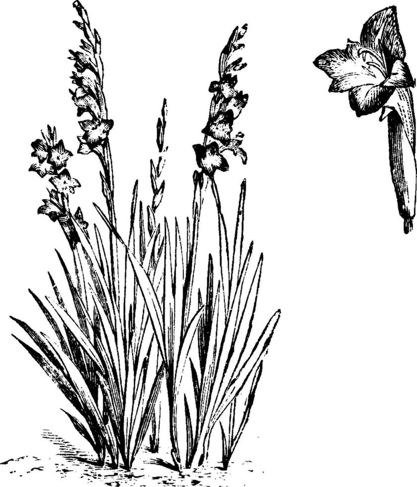 vana och friliggande enda blomma av gladiolus psittacinus årgång illustration. vektor