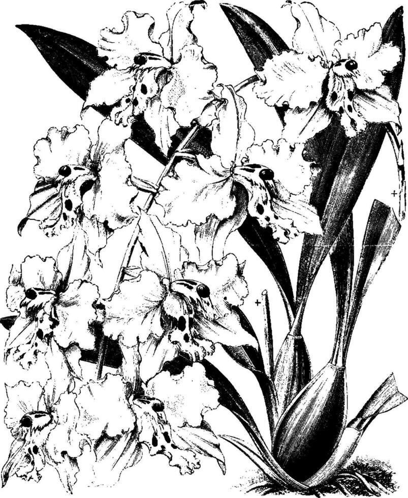 Odontoglossum Knusper Jahrgang Illustration. vektor