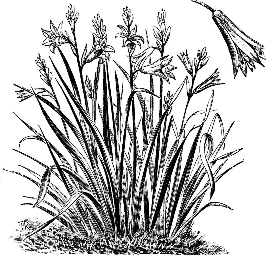 anthericum liliastrum årgång illustration. vektor