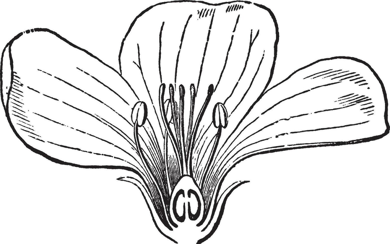 sektion av lin-blomma årgång illustration. vektor