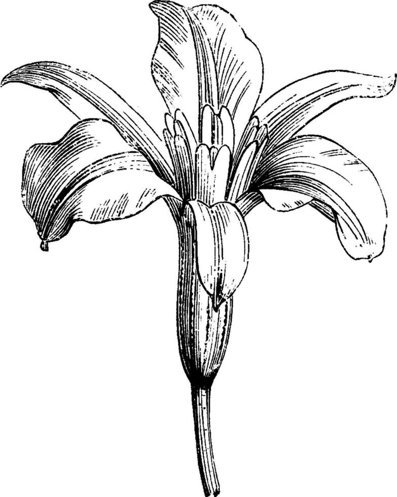 barbacenia purpurea årgång illustration. vektor