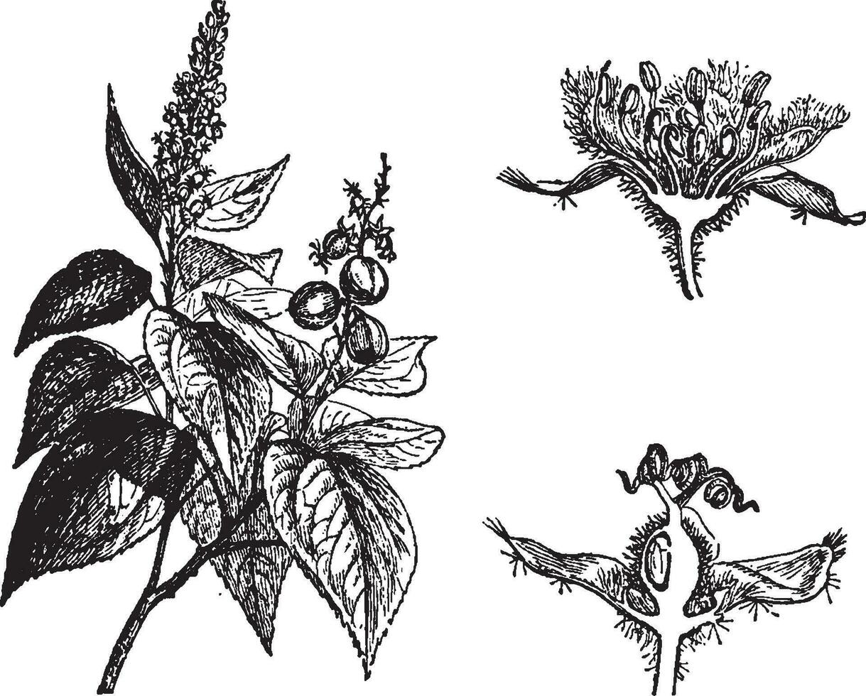 Croton Jahrgang Illustration. vektor