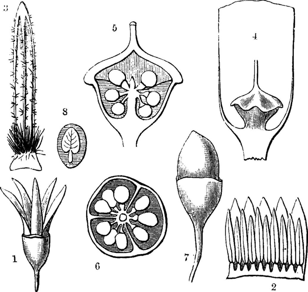 styrax årgång illustration. vektor