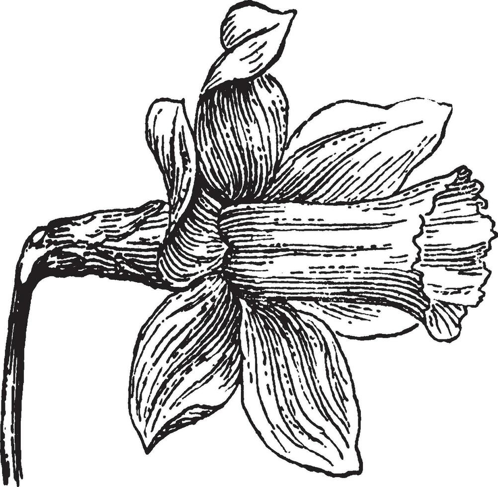 påsklilja, blomma, trumpet, form, jordviva årgång illustration. vektor