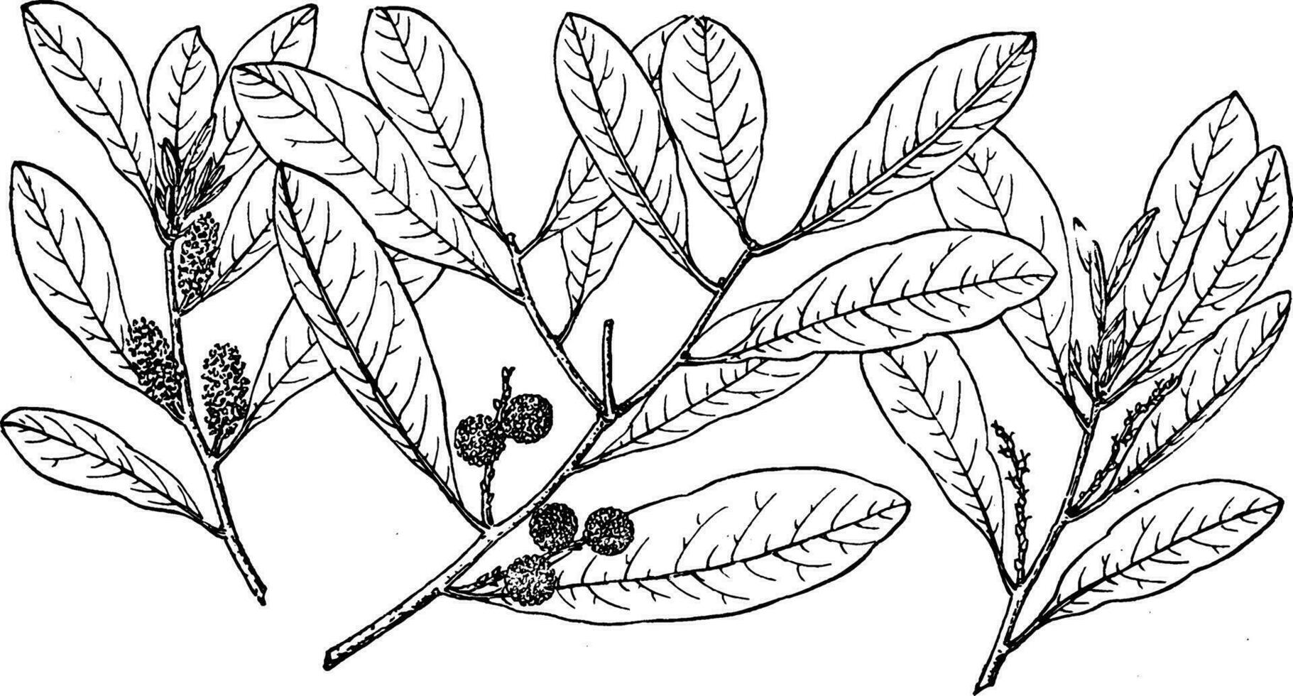 Ast von Myrica inodora Jahrgang Illustration. vektor