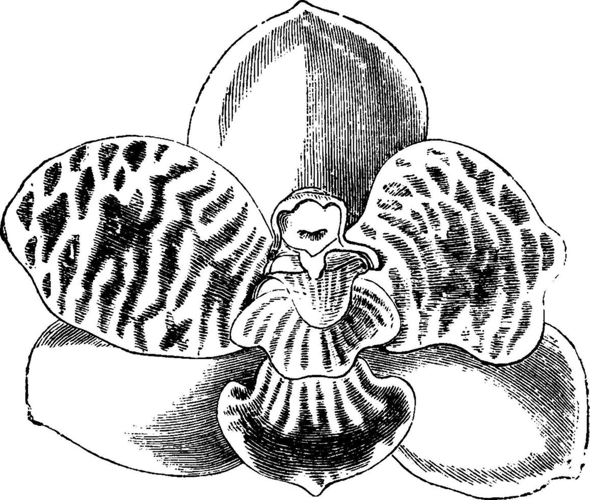 lycaste jugosa årgång illustration. vektor