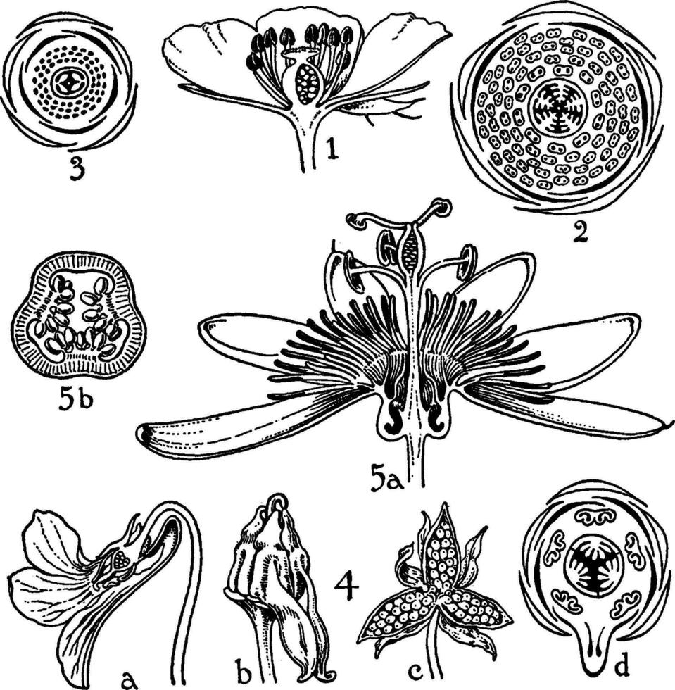 Aufträge von Cistaceae, Bixaceae, Veilchengewächse, und Passifloraceae Jahrgang Illustration. vektor