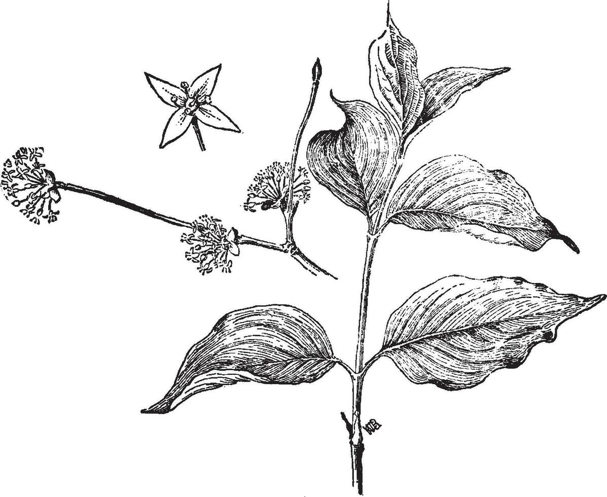 cornus mas årgång illustration. vektor